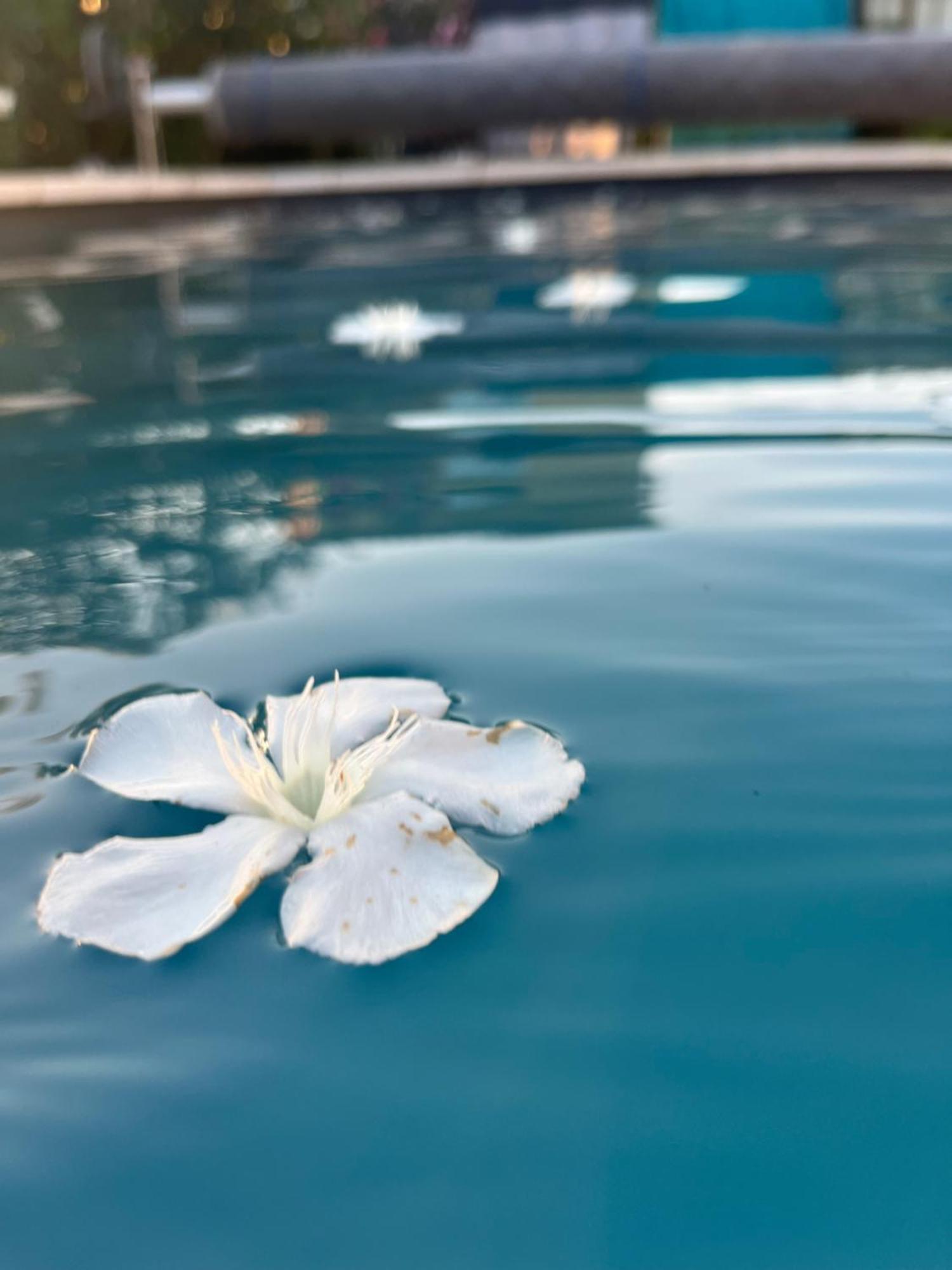 リル・シュル・ラ・ソルギュSasha'Blue-Terrasse Jardin-Park-Clim-Piscineアパートメント エクステリア 写真